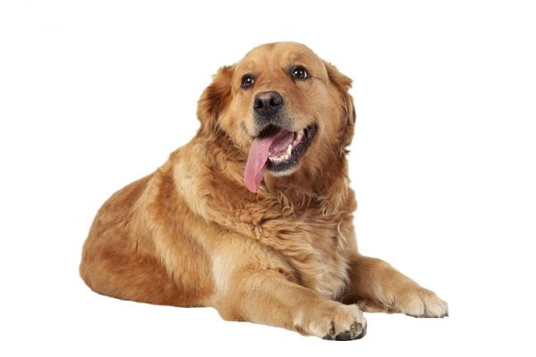 adult-dog-barf-raw-k-9-100-natural-raw-dog-food-australia