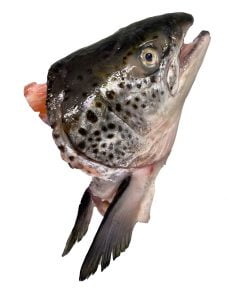 Salmon head