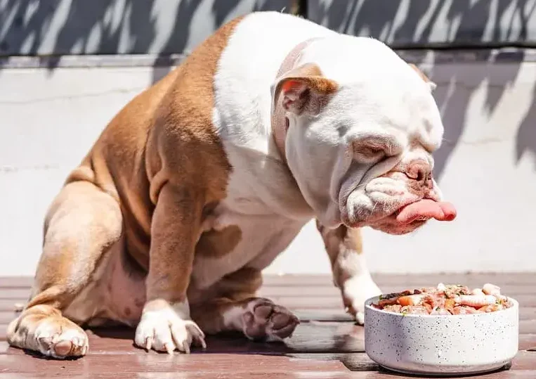 Premium Cat And Dog Food Subscription In Australia