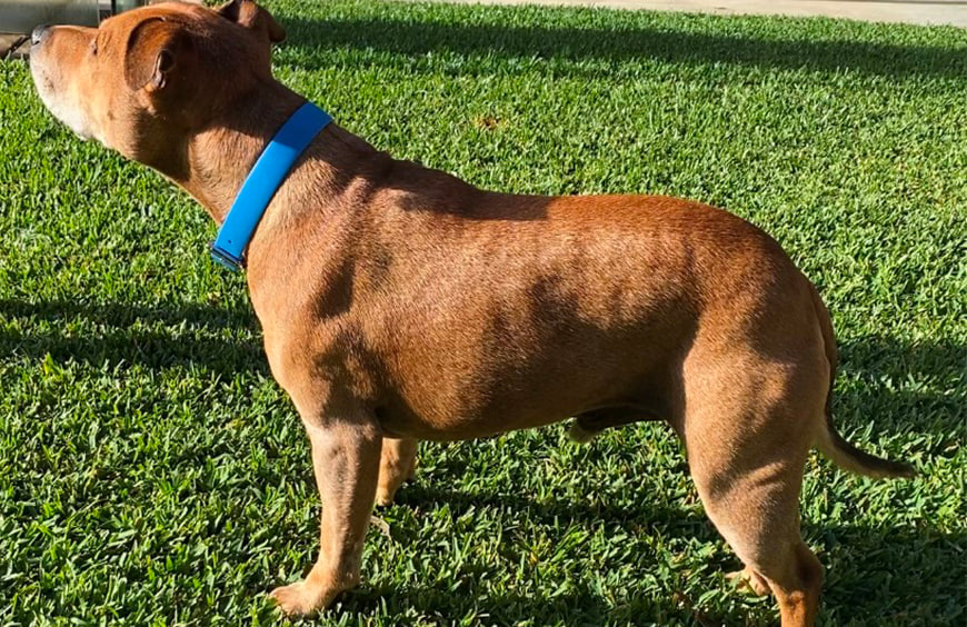 Dog seasonal alopecia clearance treatment