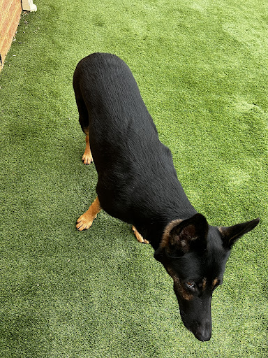 Photo from customer review