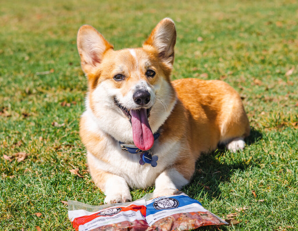 A Paw-sitive Comparison: PMR vs BARF Diet