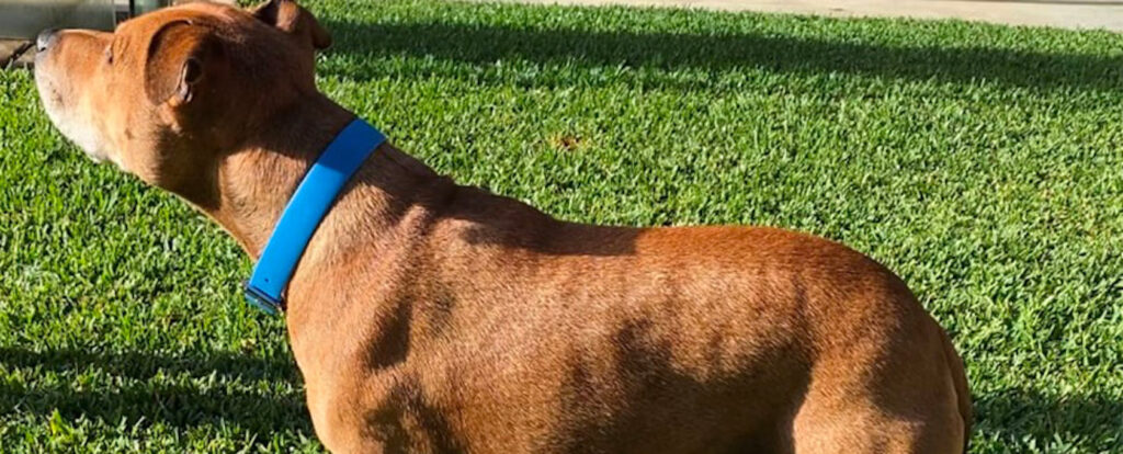 Alopecia In Dogs: Understanding Your Pet’s Condition