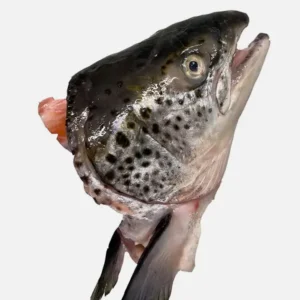 Salmon Head