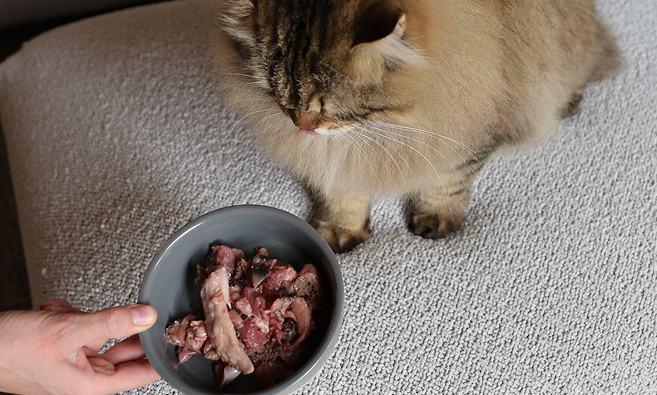 Is Raw Feeding Safe?